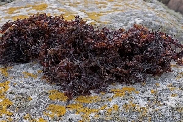 Sea Moss Capsules